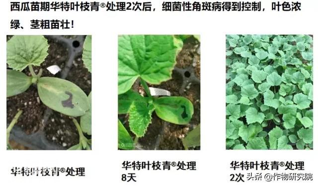 华特叶枝青杀细菌、杀真菌、抑制线虫，为种植添精彩-7.jpg