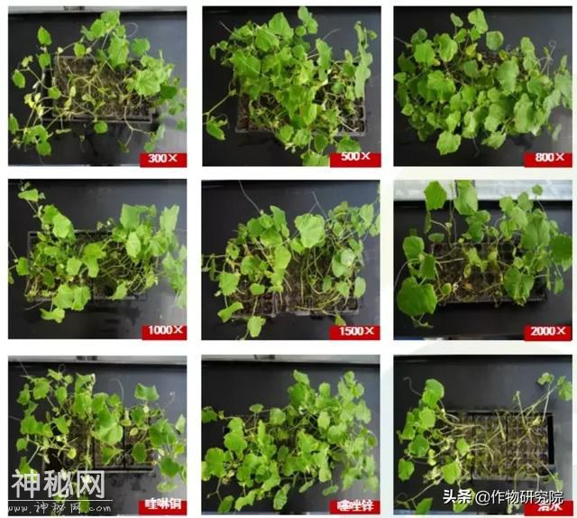 华特叶枝青杀细菌、杀真菌、抑制线虫，为种植添精彩-9.jpg