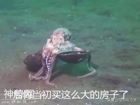 你知道吗？海底生物也有犯傻的时候-5.jpg