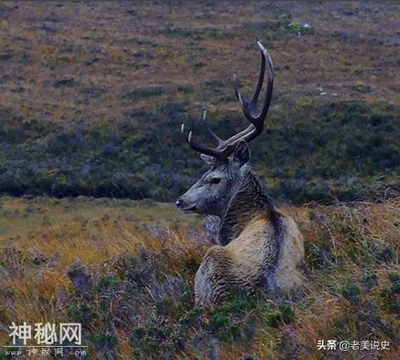 “指鹿为马”究竟是真是假？生物专家：赵高不一定错-6.jpg