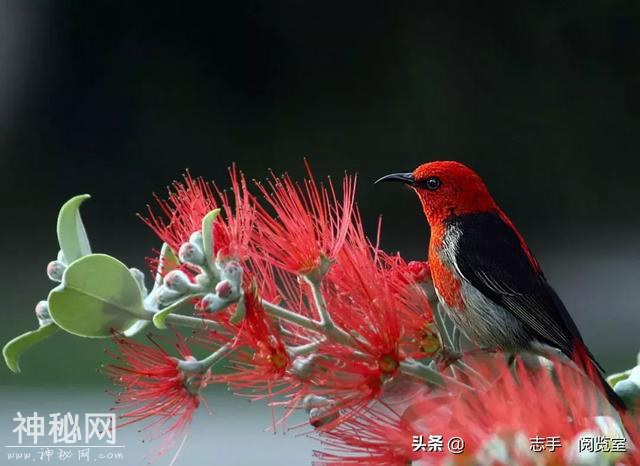 都是生命，两者大不相同，动物和植物是何时分开的？-1.jpg