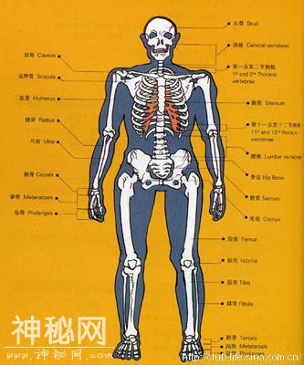 鲜为人知的人体十大最不寻常秘密-8.jpg