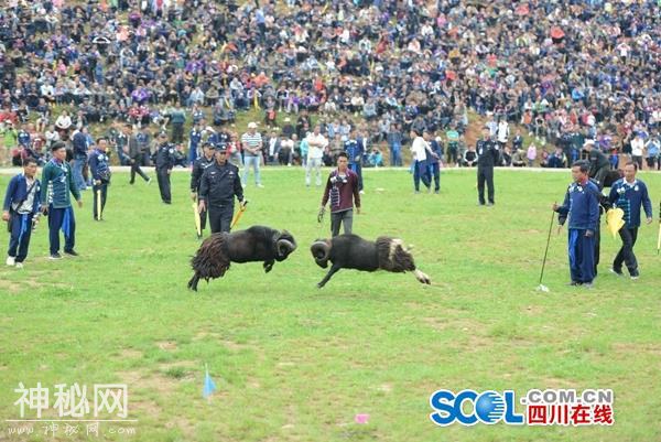 组图：凉山布拖火把节 民俗活动精彩纷呈-7.jpg