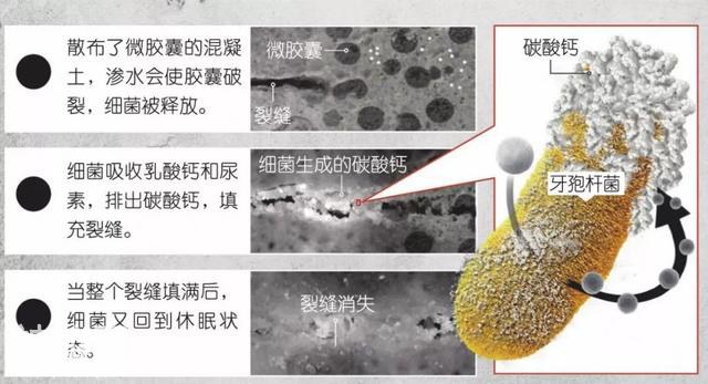 塑料垃圾太多，找细菌帮帮忙吧-3.jpg