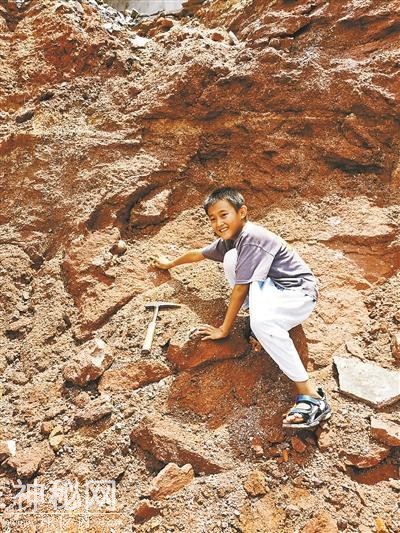 9岁小学生岸边发现6600万年前恐龙蛋 共挖出11枚-1.jpg