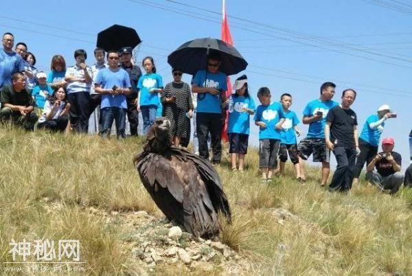 包头：20只痊愈野生动物回归大自然-3.jpg