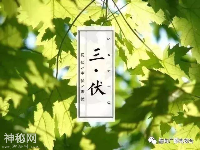 健康养生：三伏养生正当时-1.jpg