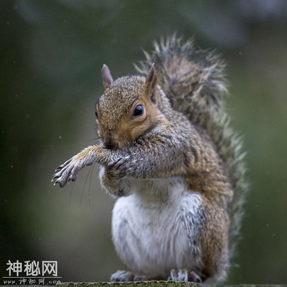 英国一摄影师捕捉到灰松鼠雨中“洗手”画面 嘻哈搞笑-2.jpg