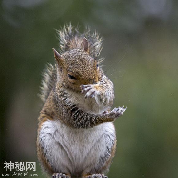 英国一摄影师捕捉到灰松鼠雨中“洗手”画面 嘻哈搞笑-1.jpg