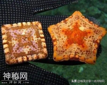 14个生物老师不会告诉你的令人惊奇的动物事实-14.jpg