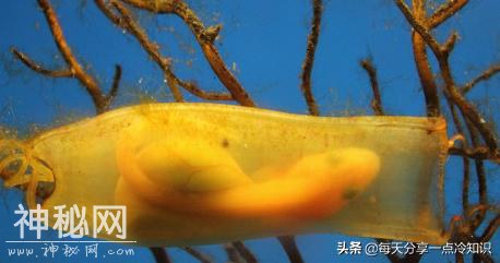 14个生物老师不会告诉你的令人惊奇的动物事实-12.jpg