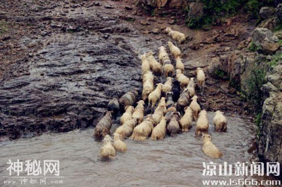 美姑县2019年“尼姆 约纱茨”民俗活动举行-4.jpg