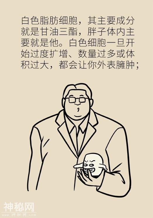 身体内这三种细胞跟减肥关系极其密切，弄清楚了才能减得更快-7.jpg