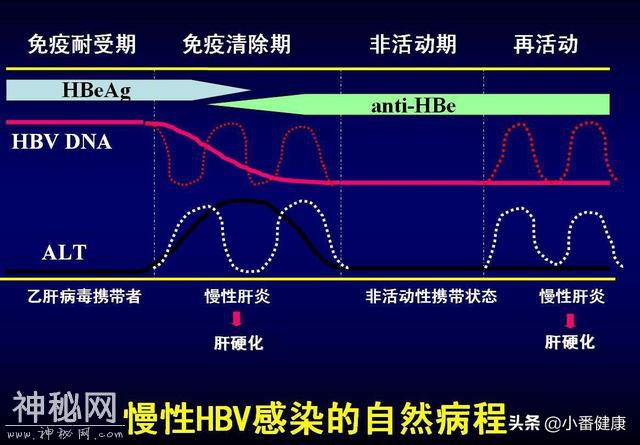 乙肝DNA阳性，转氨酶升高，活动性乙肝小三阳了解抗病毒治疗-4.jpg