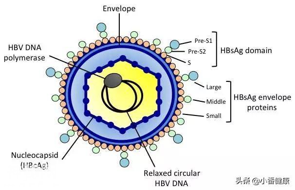 乙肝DNA阳性，转氨酶升高，活动性乙肝小三阳了解抗病毒治疗-3.jpg
