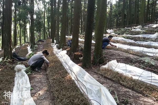 贵州中科农经生物科技有限公司，宝灵圣草金线莲种植更简单-1.jpg