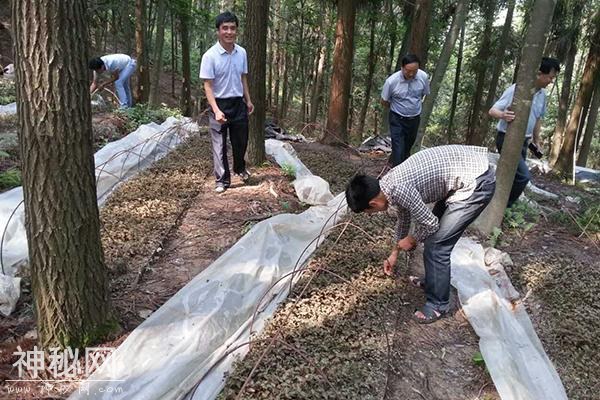 贵州中科农经生物科技有限公司，宝灵圣草金线莲种植更简单-2.jpg