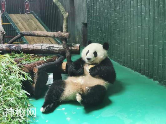 酷暑到来 上海动物园的动物们如何消暑？-5.jpg