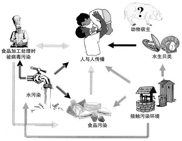 腹泻都是诺如病毒引起的吗？-4.jpg