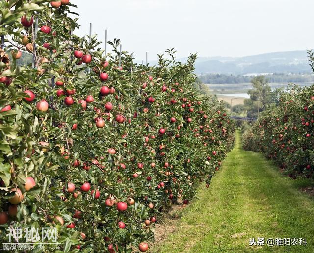 一文让你弄清新型生物杀虫剂白僵菌，地下地上害虫通杀-3.jpg