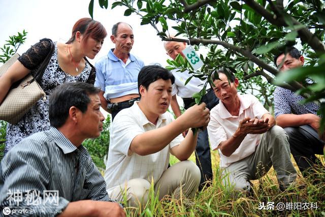 一文让你弄清新型生物杀虫剂白僵菌，地下地上害虫通杀-4.jpg