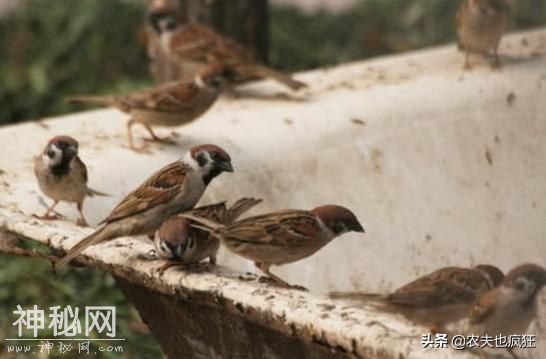 农村这四种动物越来越多，常祸害粮食和庄稼，让农民束手无策-1.jpg