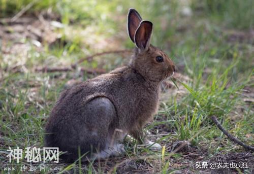 农村这四种动物越来越多，常祸害粮食和庄稼，让农民束手无策-3.jpg