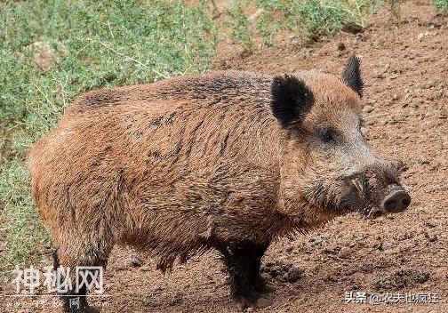 农村这四种动物越来越多，常祸害粮食和庄稼，让农民束手无策-4.jpg