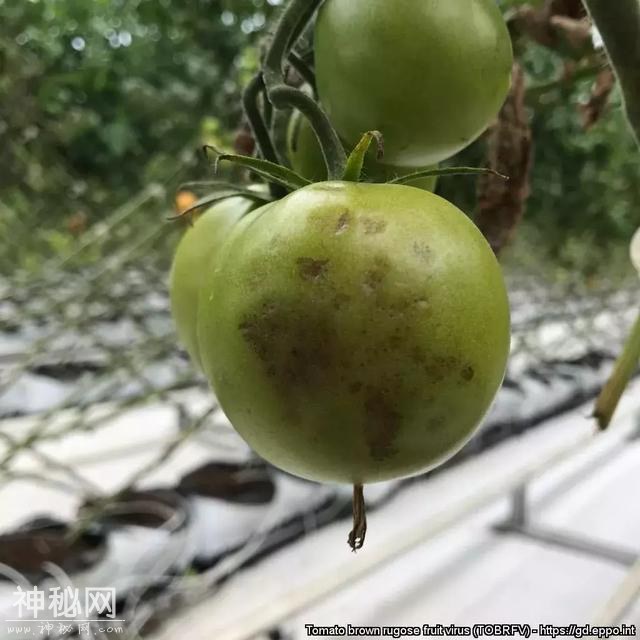 警惕！番茄褐色皱纹果病毒来袭！请注意防范-3.jpg