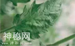 警惕！番茄褐色皱纹果病毒来袭！请注意防范-5.jpg