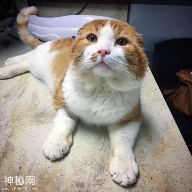 橘猫失去双耳又身患绝症，晕倒雪地后得好心人救助，开始新生活-4.jpg