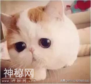 幼儿园老师「萌猫系」表情大全！太搞笑了！可是这背后的心酸……-4.jpg