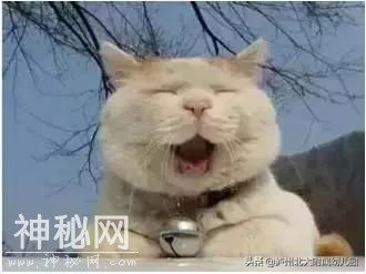 幼儿园老师「萌猫系」表情大全！太搞笑了！可是这背后的心酸……-6.jpg