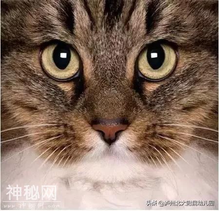 幼儿园老师「萌猫系」表情大全！太搞笑了！可是这背后的心酸……-11.jpg