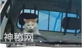 幼儿园老师「萌猫系」表情大全！太搞笑了！可是这背后的心酸……-12.jpg