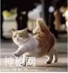 幼儿园老师「萌猫系」表情大全！太搞笑了！可是这背后的心酸……-20.jpg