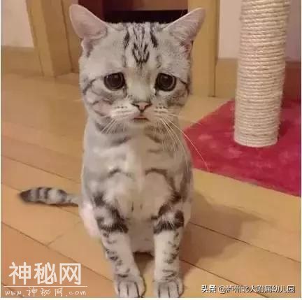 幼儿园老师「萌猫系」表情大全！太搞笑了！可是这背后的心酸……-21.jpg