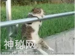 幼儿园老师「萌猫系」表情大全！太搞笑了！可是这背后的心酸……-27.jpg