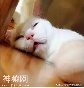 幼儿园老师「萌猫系」表情大全！太搞笑了！可是这背后的心酸……-26.jpg