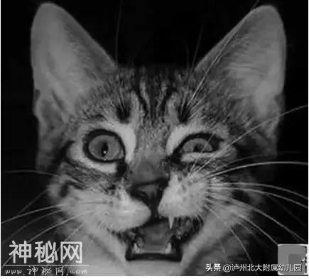 幼儿园老师「萌猫系」表情大全！太搞笑了！可是这背后的心酸……-35.jpg