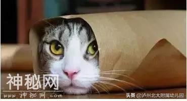 幼儿园老师「萌猫系」表情大全！太搞笑了！可是这背后的心酸……-36.jpg