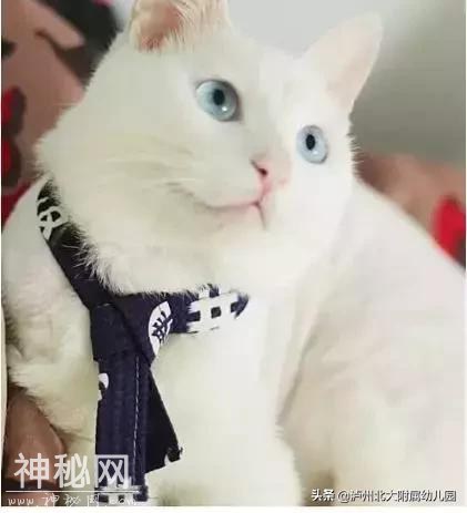 幼儿园老师「萌猫系」表情大全！太搞笑了！可是这背后的心酸……-46.jpg