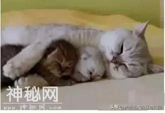 幼儿园老师「萌猫系」表情大全！太搞笑了！可是这背后的心酸……-49.jpg