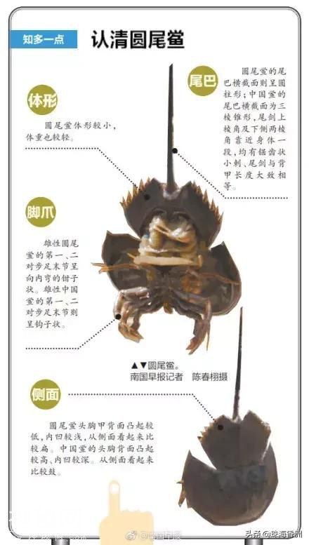 这种生物你竟然也敢吃？小心成为下一个他...-4.jpg