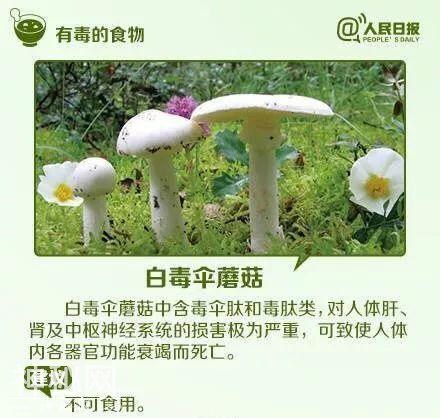 5亿年前的生物你竟然也敢吃？小心成为下一个他...-11.jpg