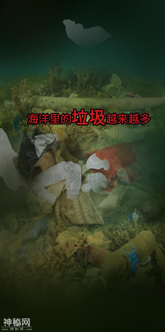 塑料垃圾污染越来越严重，海洋生物都进化成这样-23.jpg