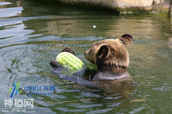 暑热难耐，常州淹城动物世界带你“走进动物气候带”-2.jpg