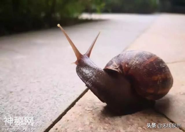 紧急！福建大量出现这种生物！传播结核病和致命脑膜炎！千万别碰它-4.jpg