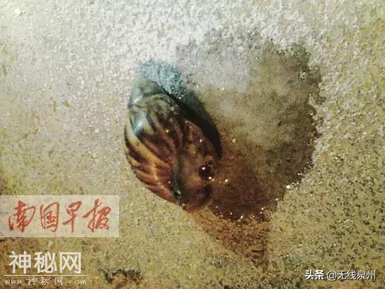 紧急！福建大量出现这种生物！传播结核病和致命脑膜炎！千万别碰它-18.jpg