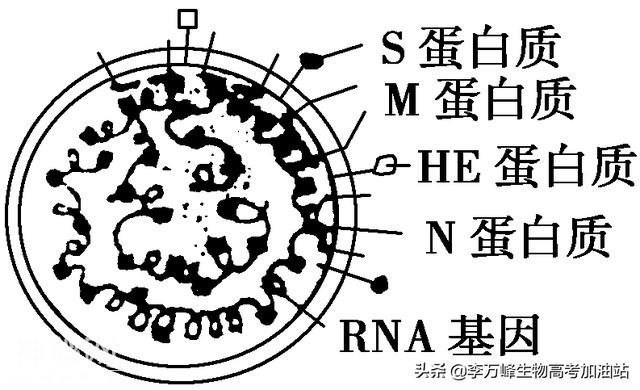 高中生物同步习题：2-4动物疫病的控制-1.jpg